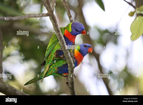 birds   natural habitat  res stock photography  images alamy