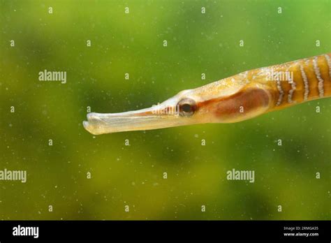 A Close Up Of The Head Of Snake Pipefish Stock Photo Alamy