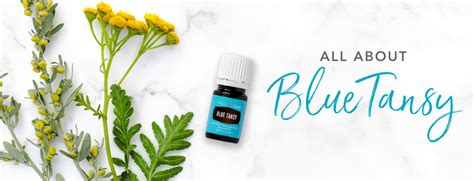 Blue Tansy Oil Uses & Benefits | Young Living Blog