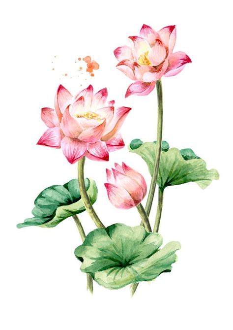 Pin By Patel Chirag On Print Lotus Flower Painting Lotus Flower Art