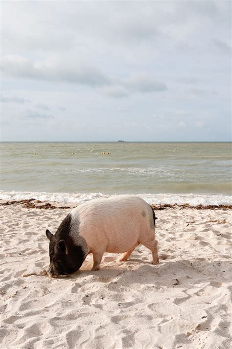 Pig Beach on Behance