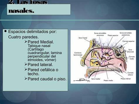 Anatomia De Las Fosas Y Senos Paranasales Otorrinolaringologia Ppt