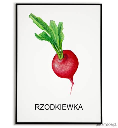 Plakat Grafika Rzodkiewka Warzywa Zio A Pakamera Pl