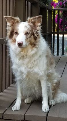 Nombres Nicos De Border Collie With Pics Con Mis Mascotas