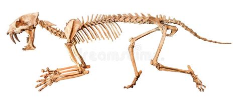 Saber Toothed Tiger Hoplophoneus Primaevus Skeleton Isolated