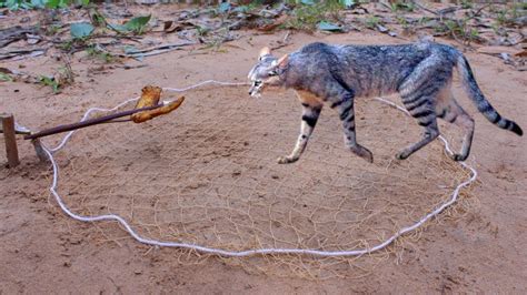 Armadilha Para Gatos Selvagens Simples Usando Redes Que Funciona De