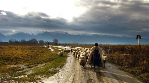 Shepherd And His Flock By Thorald On Deviantart