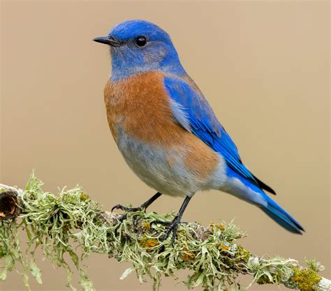 2 Bluebird Species Found in Utah! (ID Guide) – Nature Blog Network