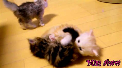 3 Cute Kittens Playing Together Too Cute Kittens Cutest Kittens