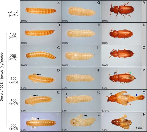 Larva Definition Forms Facts Britannica Off