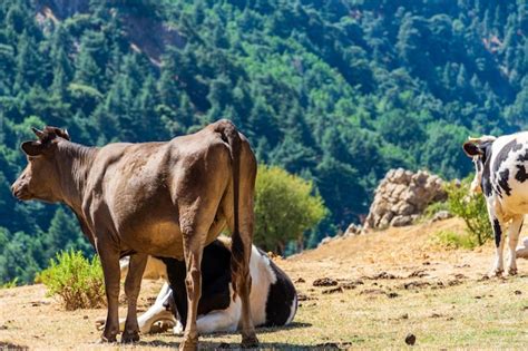 Vista De Un Reba O De Vacas Pastando En Pastos En La Cima De La Monta A