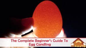 The Complete Beginner S Guide To Egg Candling