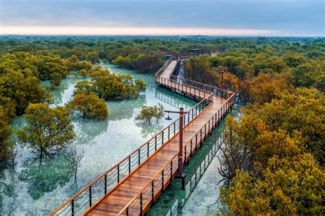 Jubail Mangrove Park Abu Dhabi is the perfect sanctuary to visit this ...