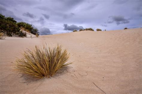 White Sand And Sparse Vegetation On The Coast Flinders Chase National