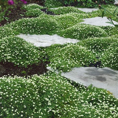 Irish Moss Plant Perennial Lavish Ground Cover