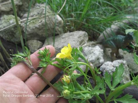 Aliorul Euphorbia Cyparissias Piciorul Coco Ului Ranunculus Repens