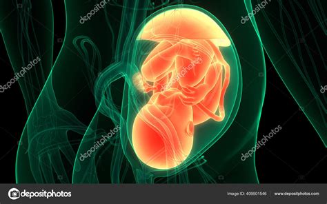 Foetus Humain Bébé Dans L anatomie L utérus image libre de droit par