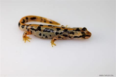 Sardinian Brook Salamander Euproctus Platycephalus