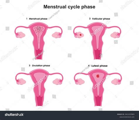 menstrual cycle phases process menstruation follicle stock vector
