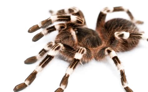 Spiritual Meaning Of Spiders In Dreams The Spider Blog