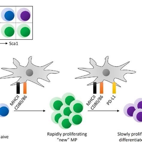 Fast And Slow Proliferation Of Mp Cd4 þ T Lymphocytes In Steady State