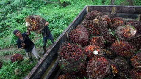 Palm Oil Producers Must Fight For Ethical Fair And Inclusive Trade