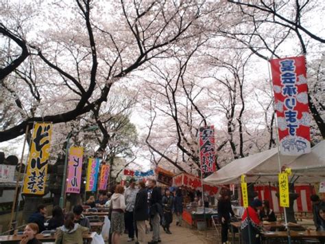 樱花祭 日本花文化 Apple 101°