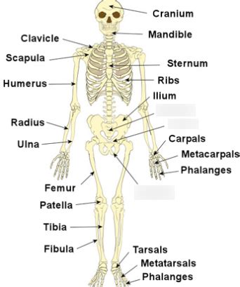 Biology Exam Anatomical Terms Diagram Quizlet