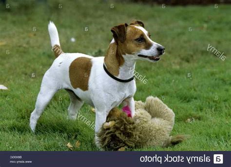 Jack Russell Terrier Training