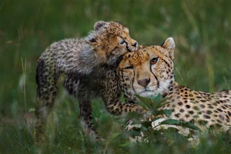 Cheetah Cub Image | National Geographic Your Shot Photo of the Day