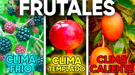 Qu Plantas Pueden Adaptarse A Temperaturas Altas Descubre Las