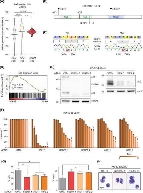 Msi2 Is Required For The Proliferation Of Human Cebpa Mutated Aml Download Scientific Diagram