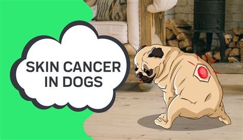 Skin Cancer in Dogs – Innovet Pet