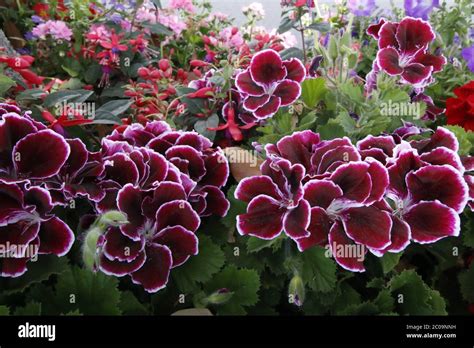 flowers on nature taken up close Stock Photo - Alamy