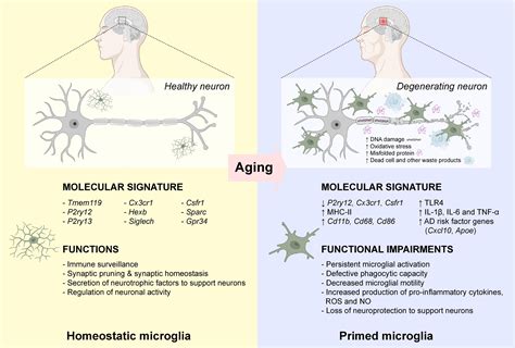 Frontiers Functional And Phenotypic Diversity Of Microglia