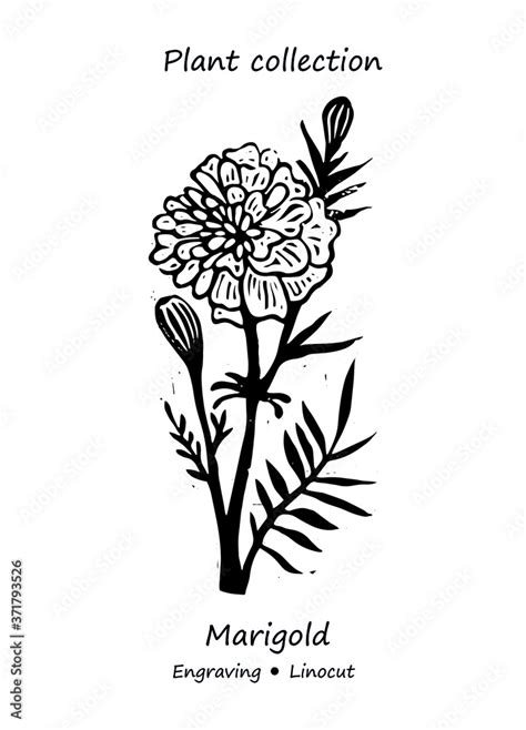 Marigolds Plant Marigolds Vector Marigolds Flower Vector Floral