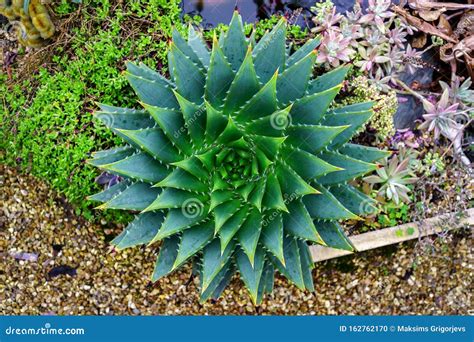 Fermeture De Feuilles D Aloe Polyphylla Spirale Sur Des Pierres Photo