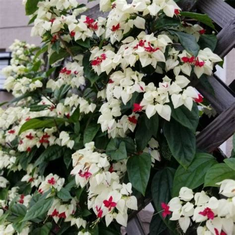 Bandera Planta Clerodendrum Thomsoniae M Por Pieza Viveros La