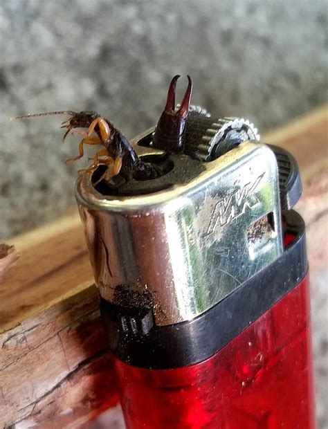 Earwig got stuck in a lighter : r/mildlyinteresting