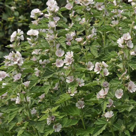 Marsh Mallow Seed - Althaea Officinalis Herb Seeds