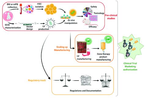 Overview Of The Pre Clinical Assessments Of Gene Therapy Treatment