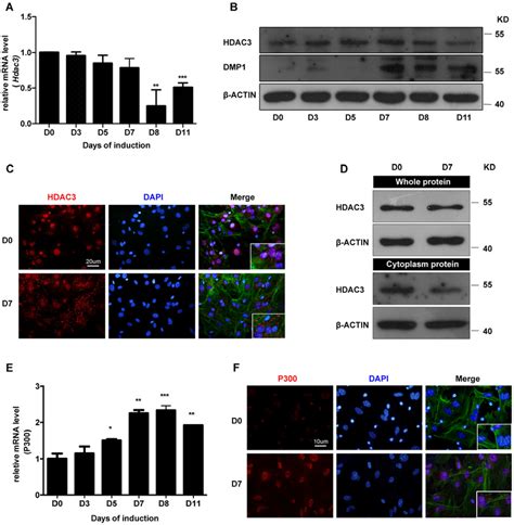 Klf4 Promotes Dentinogenesis And Odontoblastic Differentiation Via