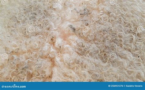 White Sheep Wool Coat. Abstract Soft Background. Sheep Wool. Natural ...