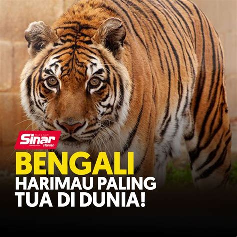 Bengali Harimau Paling Tua Di Dunia Video Dailymotion