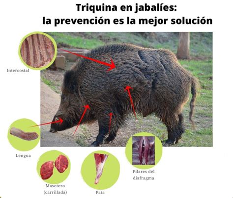 Cl Nicas Veterinarias Para La Detecci N De La Triquinosis En La Carne