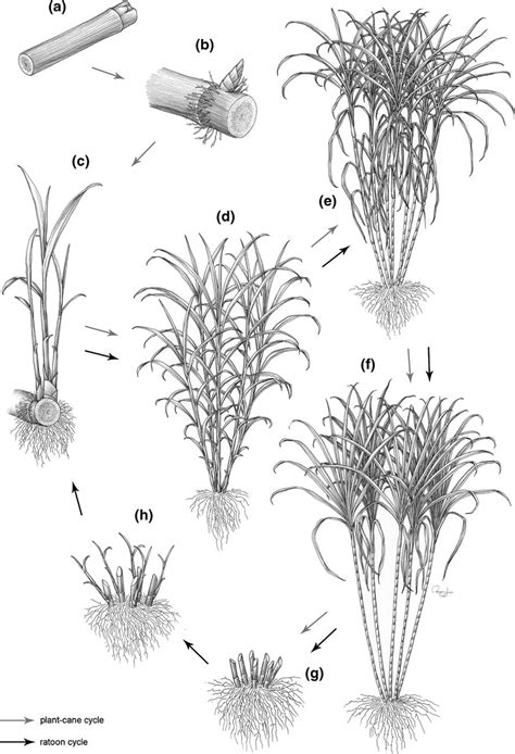 Sugarcane Phenological Cycle A Stalk Pieces Used In Planting B