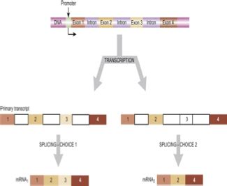 Eukaryotic Pre Mrna Processing Splicing L Flashcards Quizlet