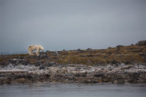 Starving Polar Bear's Last Hours Captured in Heartbreaking Video | Live ...