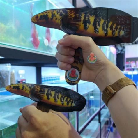 Jual Wayang Channa Cm X Cm Acrylic Mainan Ikan Untulan Auranti