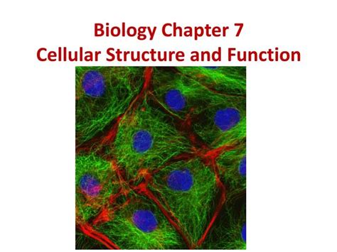 Ppt Biology Chapter Cellular Structure And Function Powerpoint